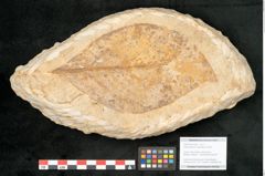 Foto (Objekt + Etikett) von Daphnophyllum crassinervium Heer (NHMW-GEO-2024-0188-10595)